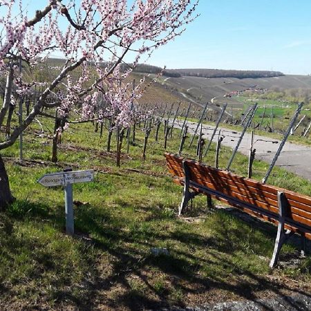 Ferienwohnung - Zimmervermietung Ringelmann Dettelbach Dış mekan fotoğraf